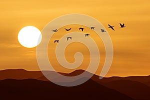 Birds flying against evening sunset or sunrise environment or ecology concept