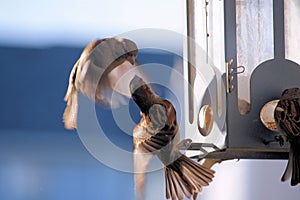 Birds flying around a bird feeder