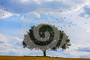 Birds Flying Around an Oak Tree