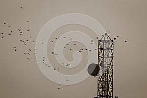 Birds flying around radio antenna tower