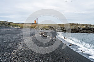 Birds are flying into the atlantic ocean from the black beach on Hvalnes peninsula on the southcoast of Iceland.