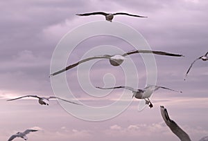 Birds Flying Away