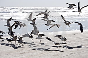 Birds flying at the beach