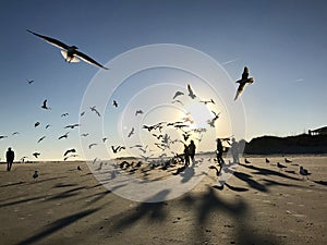 Birds flying on the beach during a beautiful sunset on Tybee Island - GEORGIA - USA
