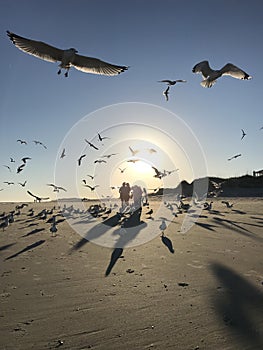 Birds flying on the beach during a classic sunset on Tybee Island - GEORGIA - USA