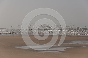 Birds flying on the beach