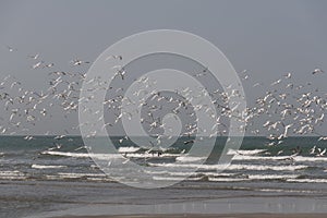 Birds flying on the beach