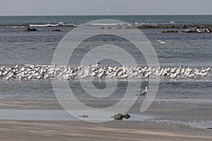 Birds flying on the beach