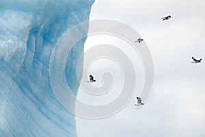 Birds flying behind a turquoise iceberg Antarctica. Antarctic petrels in front of huge icebergs