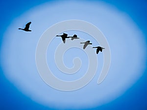 Birds Flying In The Blue Moonlight Sky photo