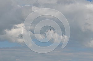 Birds flying and blue sky