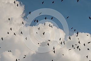 Birds flying in the blue sky, against the background of clouds