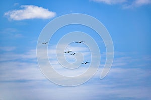 Birds Flying at Blue Sky Santa Elena Ecuador