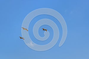 Birds Flying at Blue Sky Santa Elena Ecuador