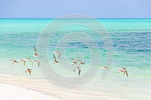 Birds flying in Cayo Levisa Island in Cuba