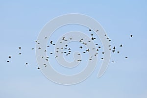 Birds flying in cloudy sky