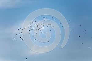 Birds flying in cloudy sky