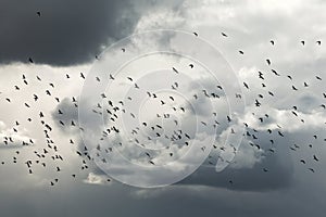 Birds flying in cloudy sky dusk sky