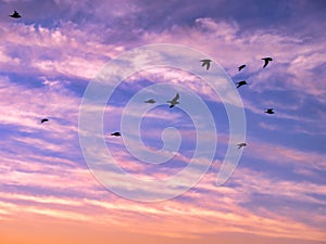 Birds flying in the cloudy sunset sky