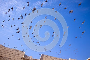 Birds Flying in the Courtyard of a temple