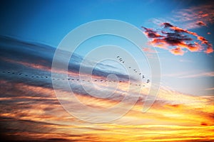 Birds flying in dramatic blue sky, sunset shot