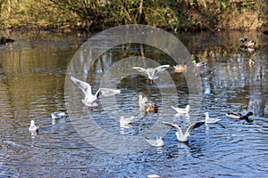 Birds flying and Ducks swimming on a lake