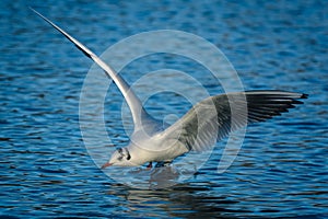 Birds flying floating lake reflection white grey black goose seagull swan nature wildlife park natural the Lough Cork Ireland