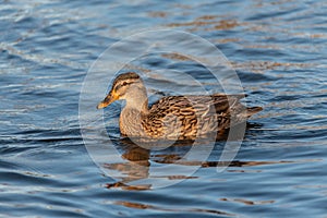 Birds flying floating lake reflection white grey seagull duck nature wildlife