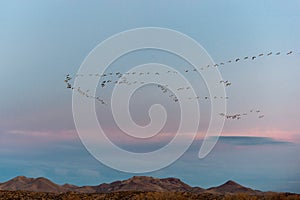 Birds flying in formation at sunrise