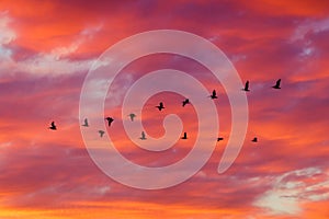 Birds flying in formation at Sunset photo