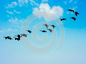 Birds Flying Through Heart Shaped Cloud In The Sky