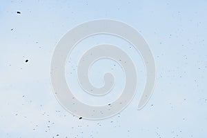 Birds high in the sky