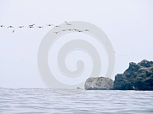 Birds flying near Damas Island