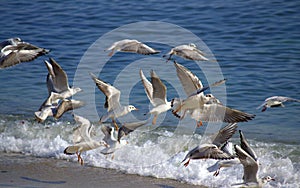 Observación de aves volador afuera Playa 