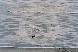 Birds Flying Over