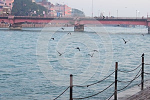 Birds flying over the ganga river in haridwar india, birds over ganga river, birds flying over river photo