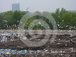 Birds flying over garbage