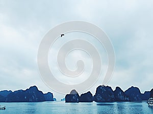 Birds flying over Halong Bay