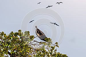 The birds flying over Iguana Island located on Pacific Ocean of the Azuero Peninsula coast near Pedasi in Panama photo