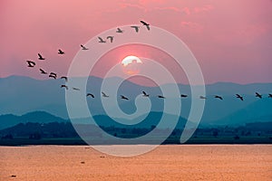 Birds flying over lake during sunset