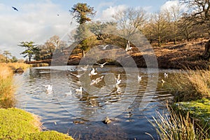 Birds flying over a lake