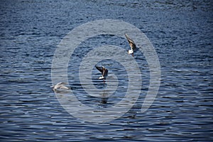 Birds Flying over River Nile/ beautiful view for Aswan Egypt and Nubian Egyptian culture. sailing boat sailing in the River Nile a