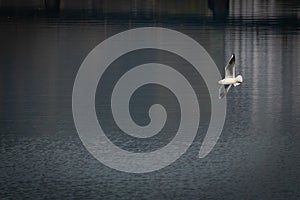 Birds flying over the river photo