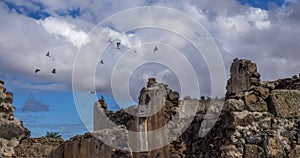 Observación de aves volador a través de canario islas 