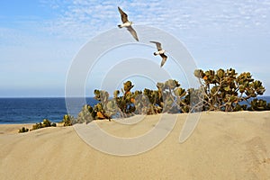Birds Flying Over Sand Dune at the Beach