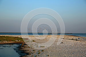 Birds flying over sea coast