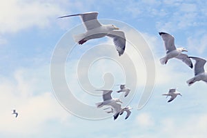 Birds flying over a stormy ocean