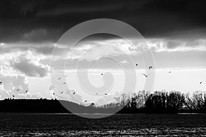 Birds flying over Trasimeno lake