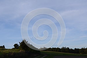 Birds flying over the trees under the clouded sky