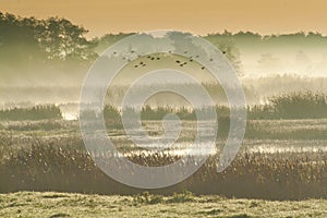 Birds flying over wetlands